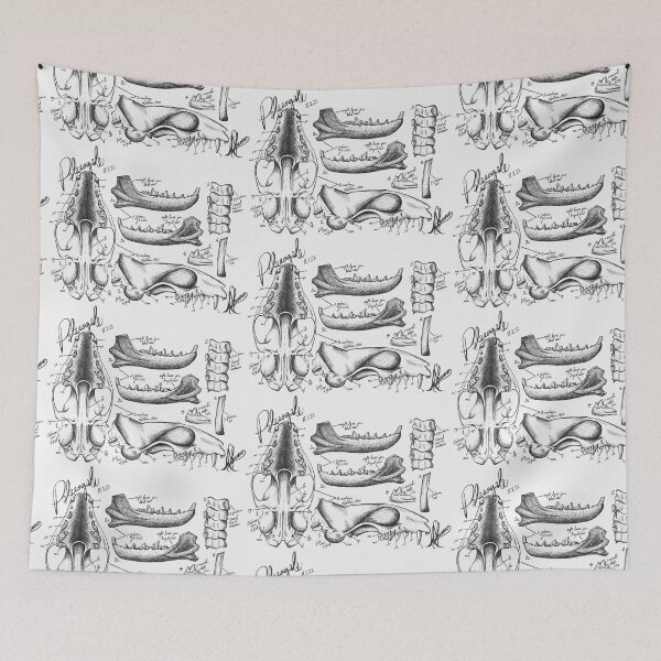 Item preview, Palaeogale Anatomy designed and sold by GeoSplore.