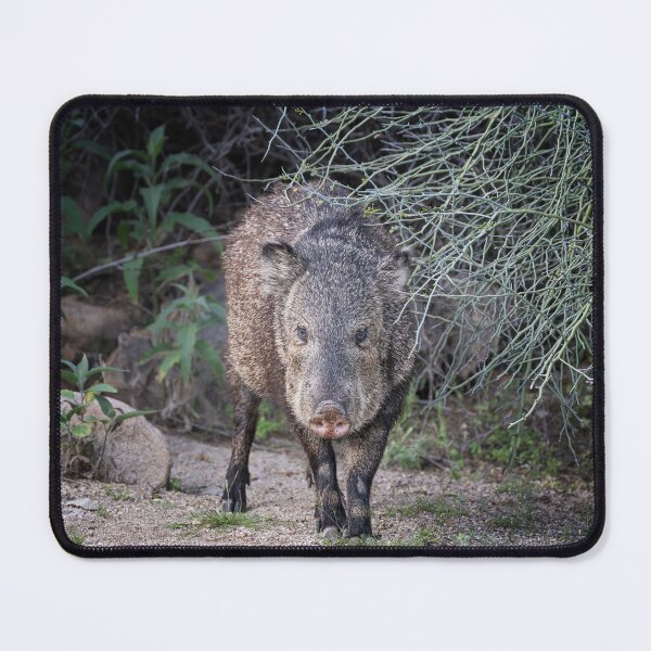 Item preview, Wild Javelina in Desert Landscape designed and sold by PhotoArt by Joan Carroll.
