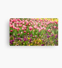Purple and pink tulips in Canberra in Spring Metal Print