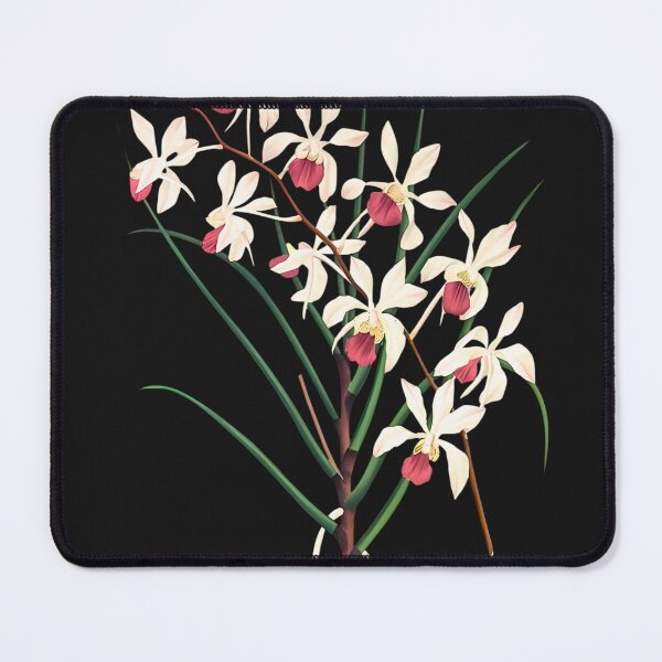 Item preview, Holcoglossum kimballianum Illustration, One Beautiful Orchid designed and sold by GreenVerseStore.