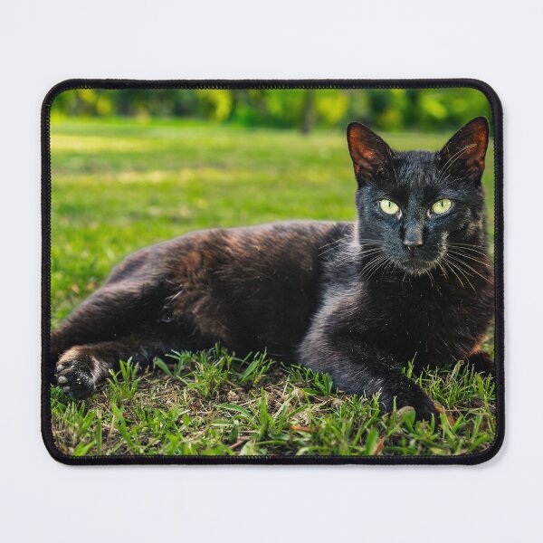 Item preview, Black Cat Green Eyes designed and sold by Rabee Khalil Photography.