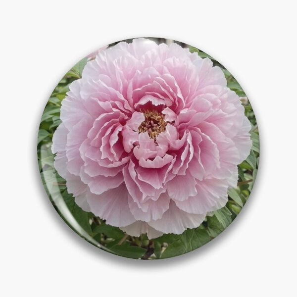 Item preview, Peony Blooming in Traditional Courtyard Garden designed and sold by gaohao1.