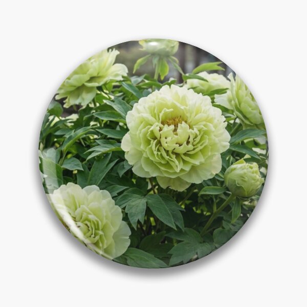 Item preview, Peony Blooming in Traditional Courtyard Garden designed and sold by gaohao1.