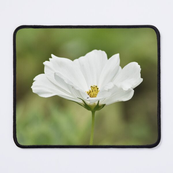 Item preview, Elegant White Cosmos Flower, Minimalist Botanical Photography, Soft Nature Garden Wall Art for Cottagecore Decor designed and sold by TathataPhotos.