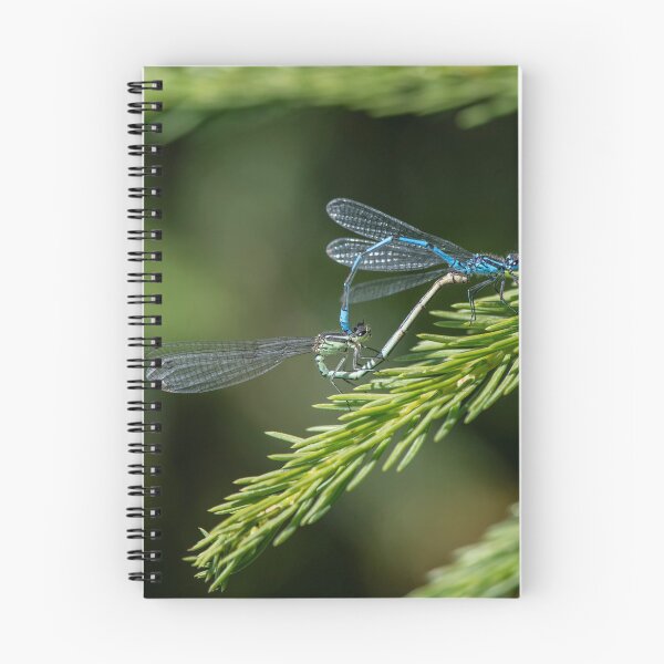 Item preview, Azure damselflies on pine tree designed and sold by wildlifephoto.