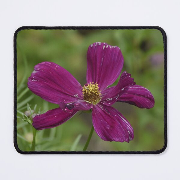 Item preview, Vibrant Purple Cosmos Flower in Garden designed and sold by TathataPhotos.