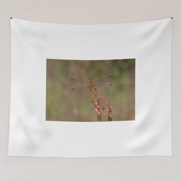 Item preview, Black Darter - female designed and sold by wildlifephoto.