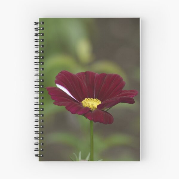Item preview, Burgundy Chocolate Cosmos Macro Photo designed and sold by TathataPhotos.