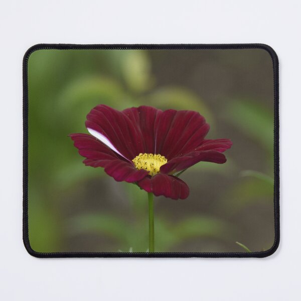 Item preview, Burgundy Chocolate Cosmos Macro Photo designed and sold by TathataPhotos.
