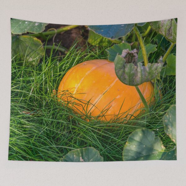Item preview, Pumpkin Ready for Harvest in the garden designed and sold by Jon Shore.