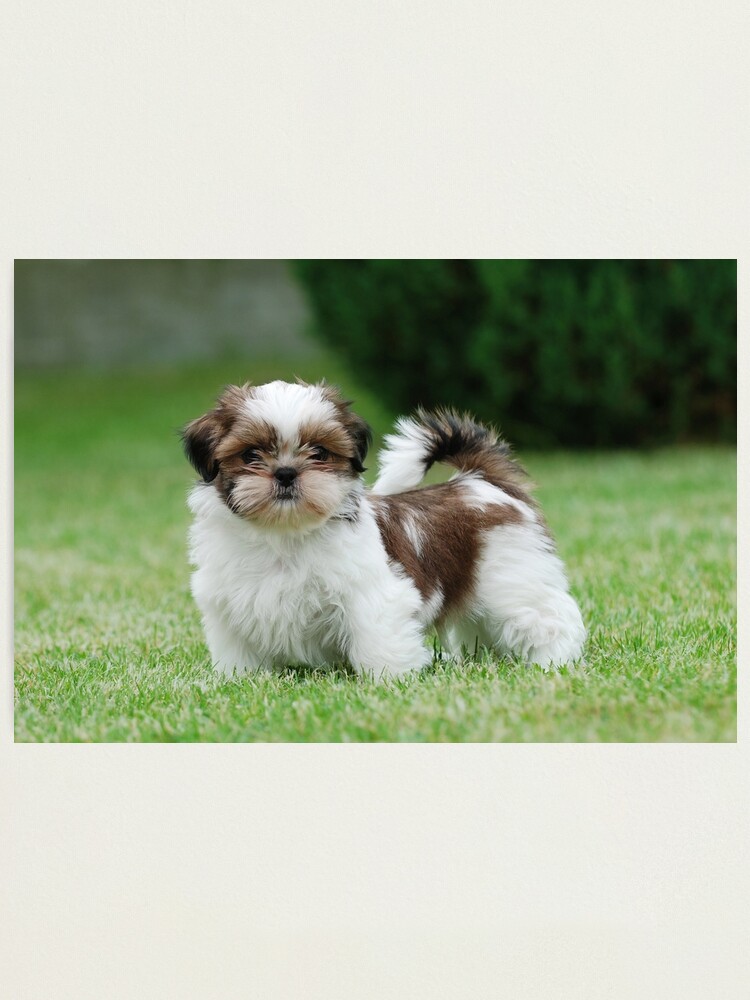 Shih tzu puppy Photographic Print