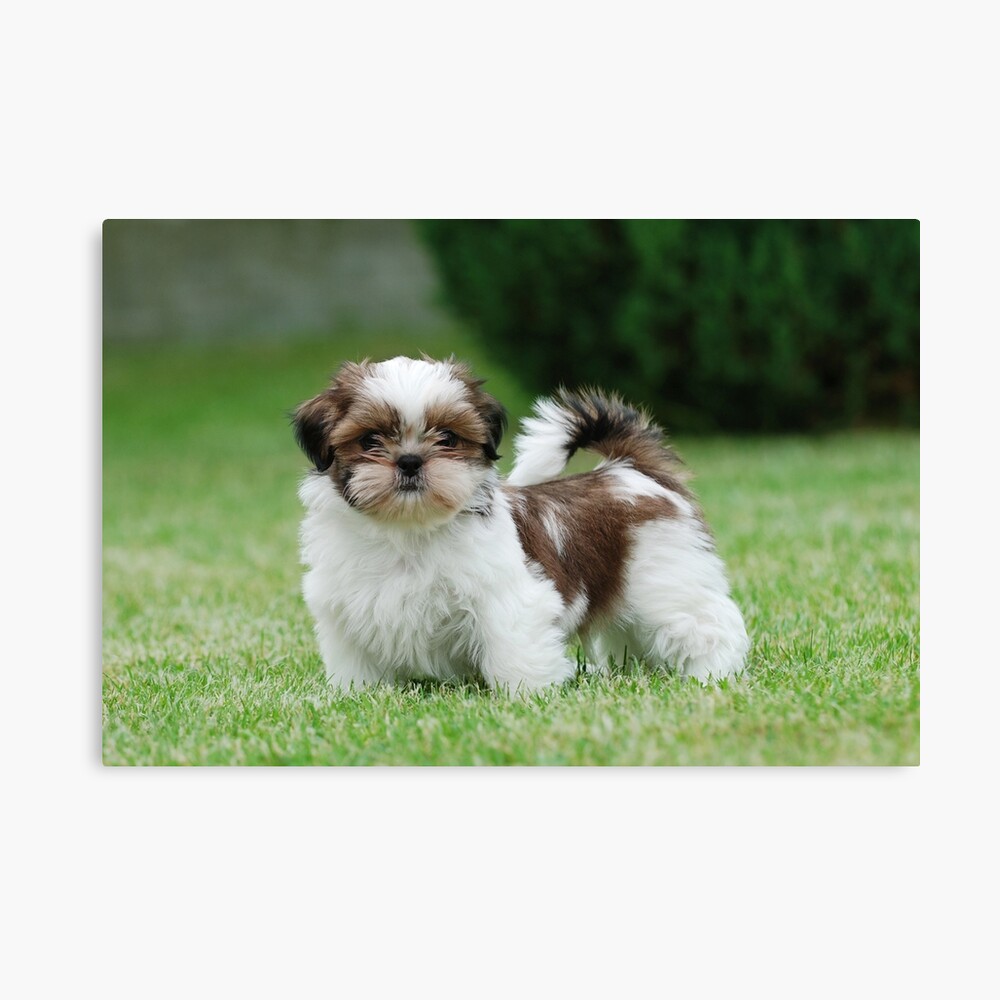 Shih tzu puppy Photographic Print