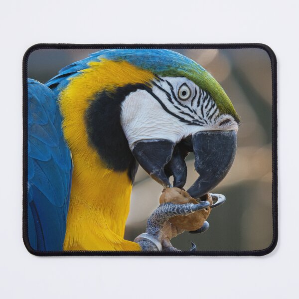 Item preview, blue and yellow macaw feeding designed and sold by alan tunnicliffe.