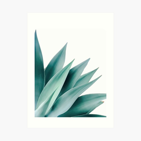Agave flare II Art Print