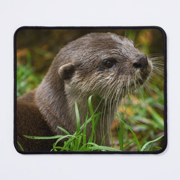 Item preview, Otter Splash designed and sold by rawshutterbug.