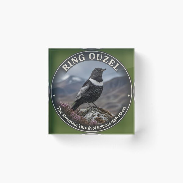 Item preview, RING OUZEL – The Mountain Thrush of Britain’s High Places designed and sold by The Digital Compass.