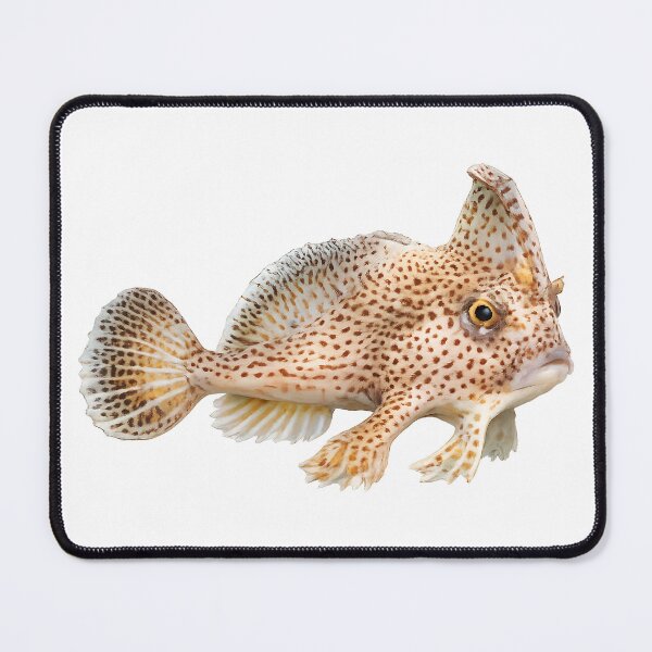 Item preview, Spotted Handfish Watercolour — Rare Tasmanian Fish designed and sold by Jaruart.
