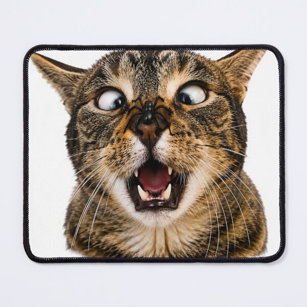 Item preview, Shocked Cat with Spider Funny Sticker designed and sold by BoringClothes .