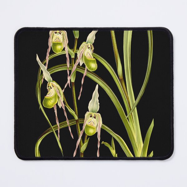 Item preview, Tshirt Phragmipedium pearcei, The Little Phragmipedium. designed and sold by GreenVerseStore.