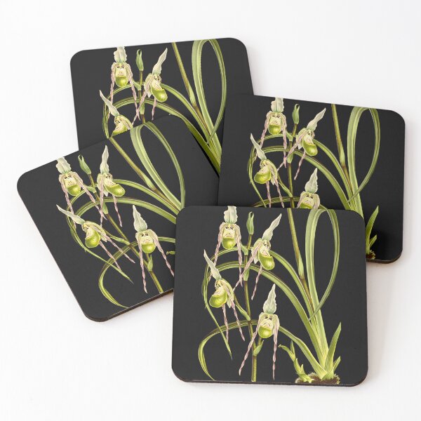 Item preview, Tshirt Phragmipedium pearcei, The Little Phragmipedium. designed and sold by GreenVerseStore.