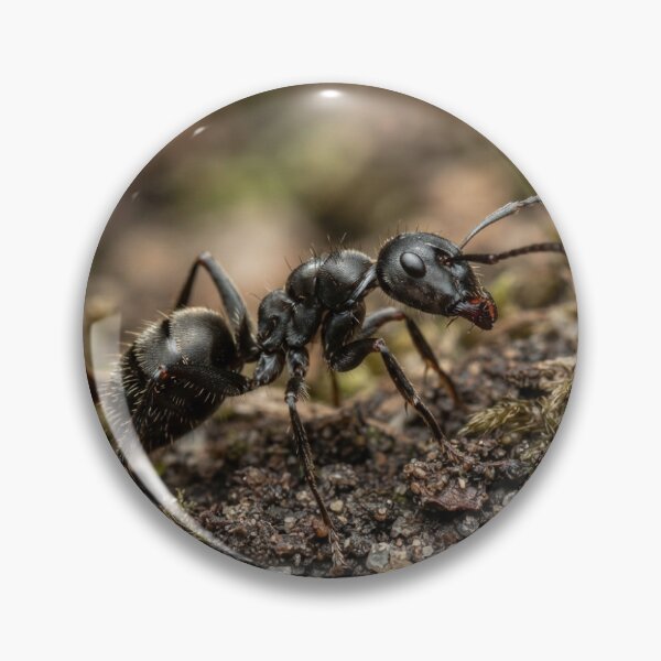 Item preview, Ant designed and sold by KRIDD-DESIGN.