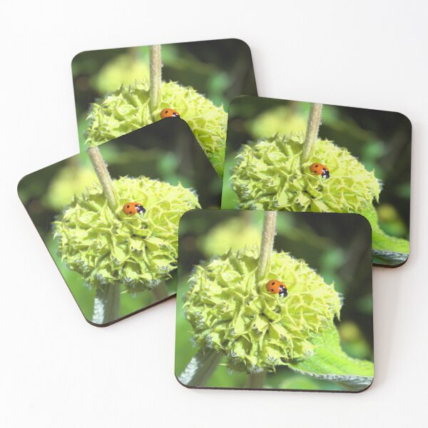 Item preview, Ladybird on green plant photograph designed and sold by Natimo-Studio.