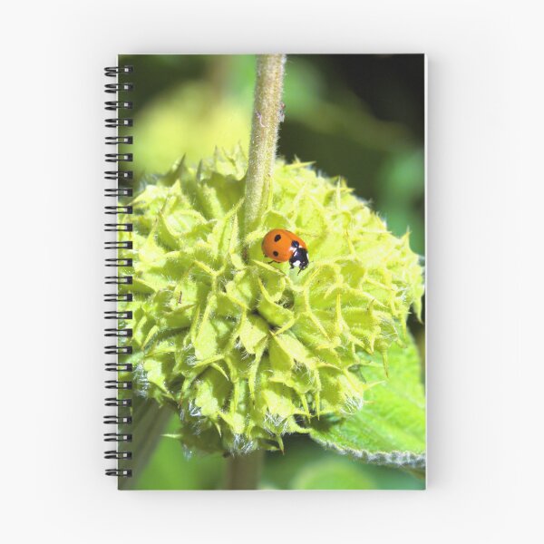 Item preview, Ladybird on green plant photograph designed and sold by Natimo-Studio.
