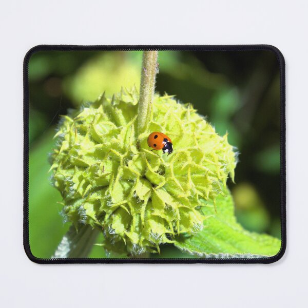 Item preview, Ladybird on green plant photograph designed and sold by Natimo-Studio.