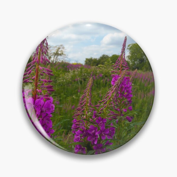 Item preview, Rosebay Willowherb in Full Bloom | Barnack Hills and Holes, Cambridgeshire designed and sold by MikeWalksUK.