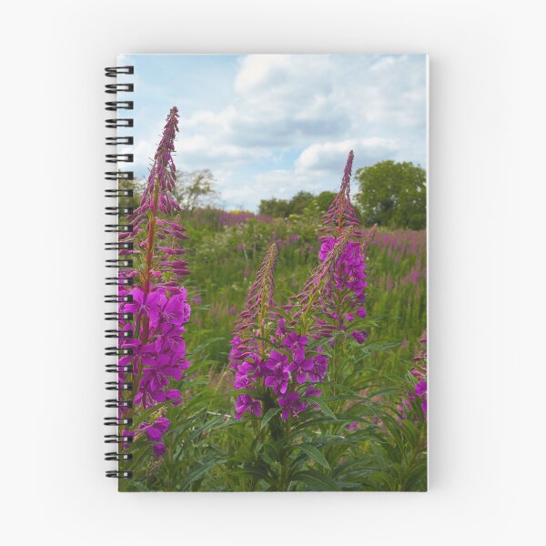 Item preview, Rosebay Willowherb in Full Bloom | Barnack Hills and Holes, Cambridgeshire designed and sold by MikeWalksUK.