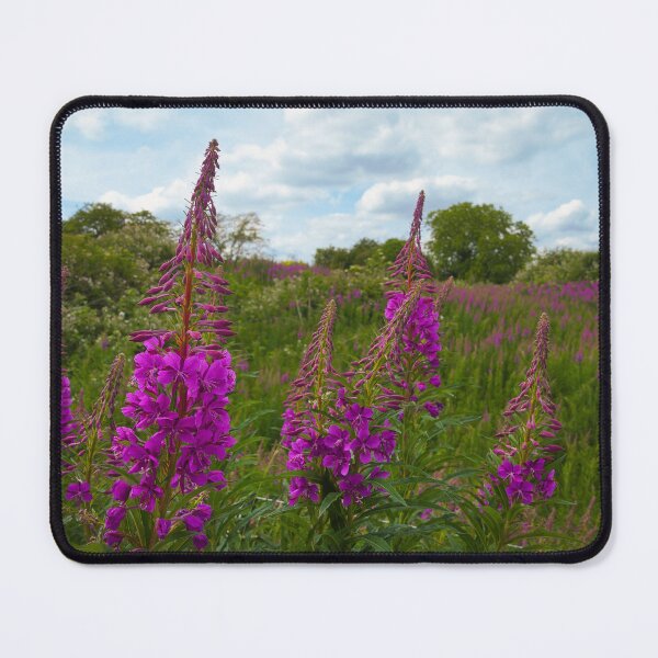 Item preview, Rosebay Willowherb in Full Bloom | Barnack Hills and Holes, Cambridgeshire designed and sold by MikeWalksUK.