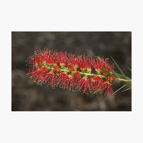Bottlebrush Photographic Print
