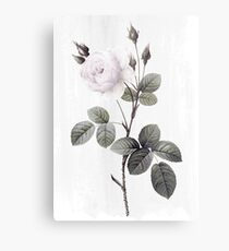 low saturated rose on watercolor background Metal Print