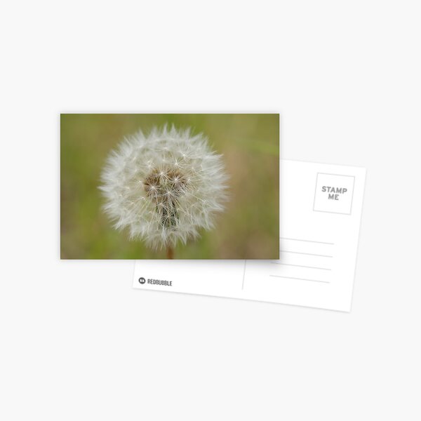Dandelion Postcard