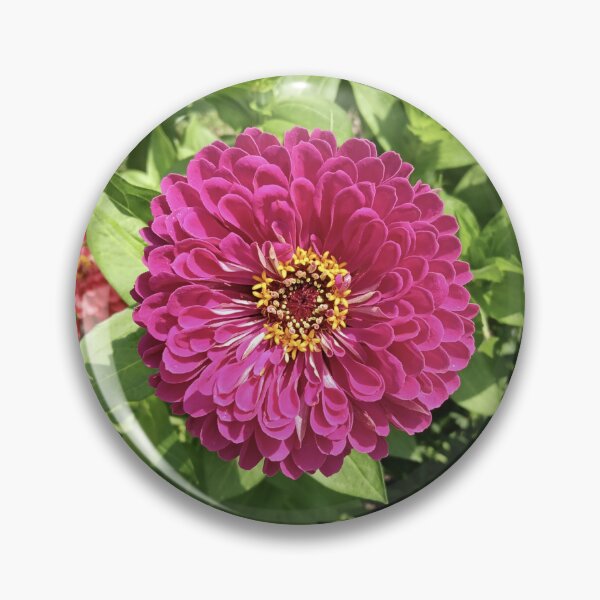 Item preview, Vivid Zinnia Flower Photo designed and sold by DanielleGensler.
