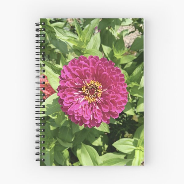 Item preview, Vivid Zinnia Flower Photo designed and sold by DanielleGensler.