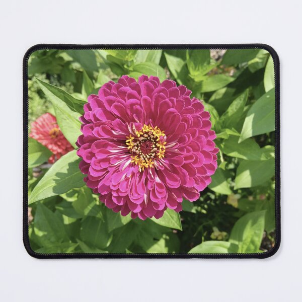 Item preview, Vivid Zinnia Flower Photo designed and sold by DanielleGensler.