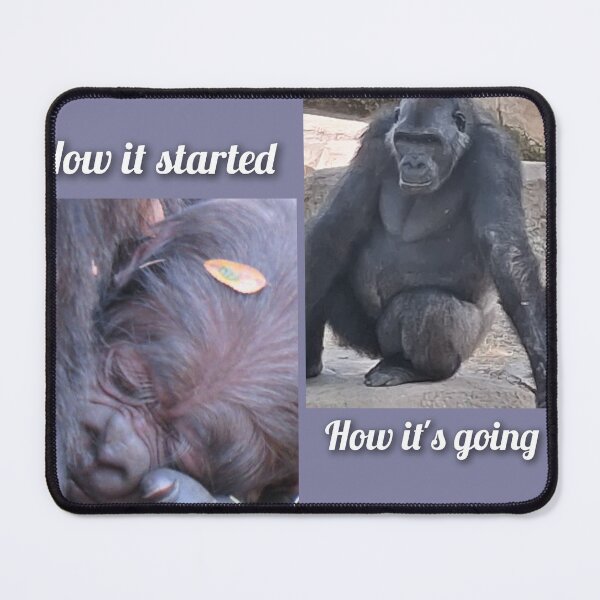 Item preview, Gus How it started/How it's going designed and sold by Sharon the Zoo Lady Photography .