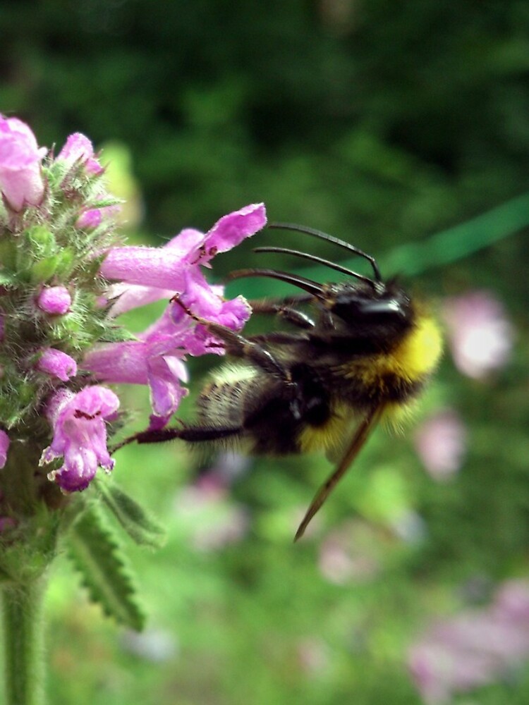 Blüte mit Biene von Gourmetkater