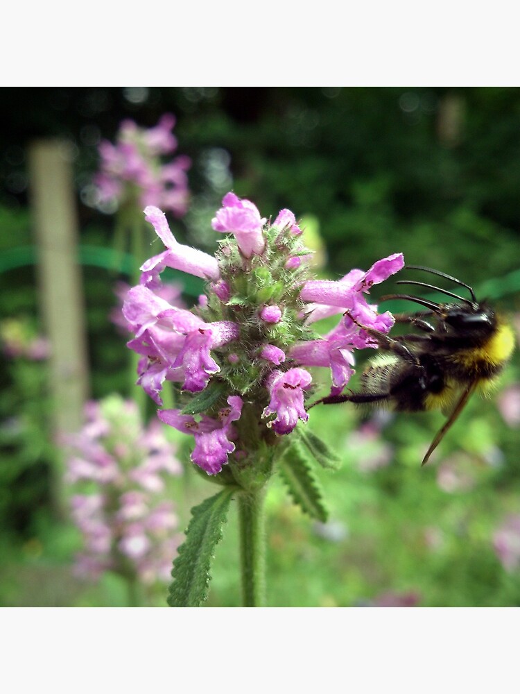 Blüte mit Biene von Gourmetkater