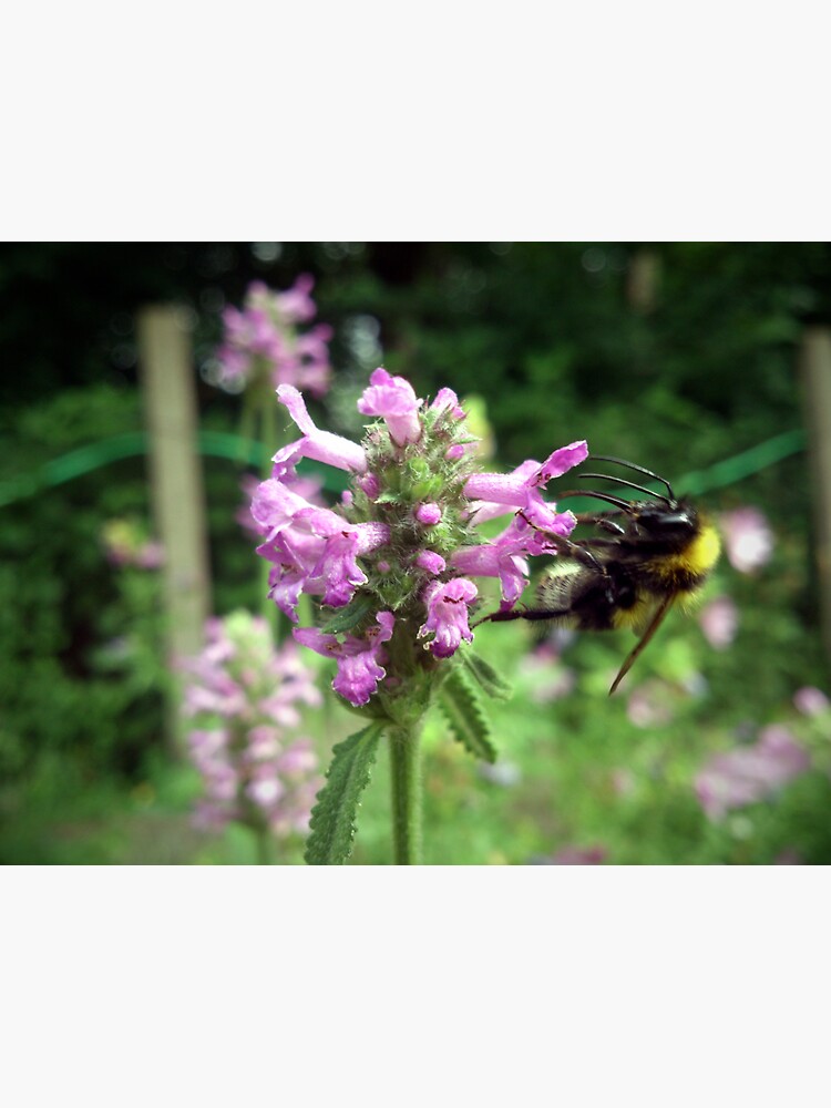 Thumbnail 3 von 3, Sticker, Blüte mit Biene designt und verkauft von Gourmetkater.