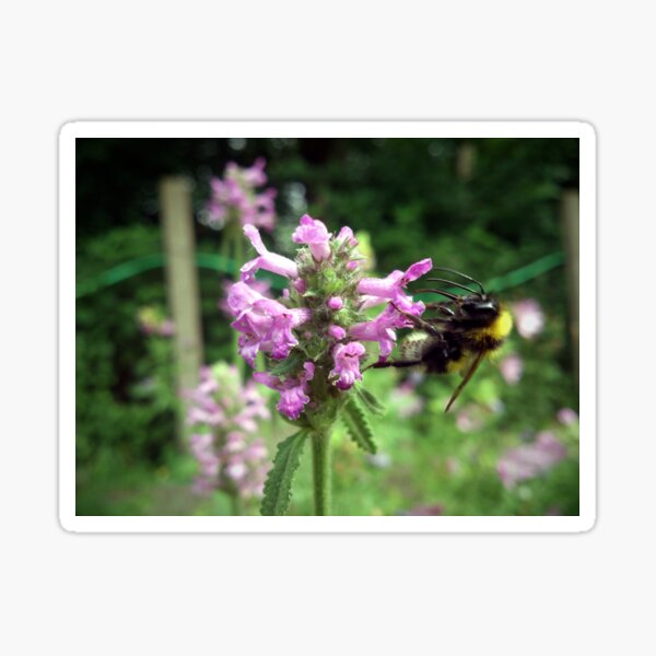 Blüte mit Biene Sticker