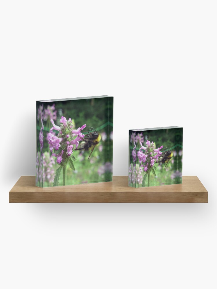 Alternative Ansicht von Blüte mit Biene Acrylblock