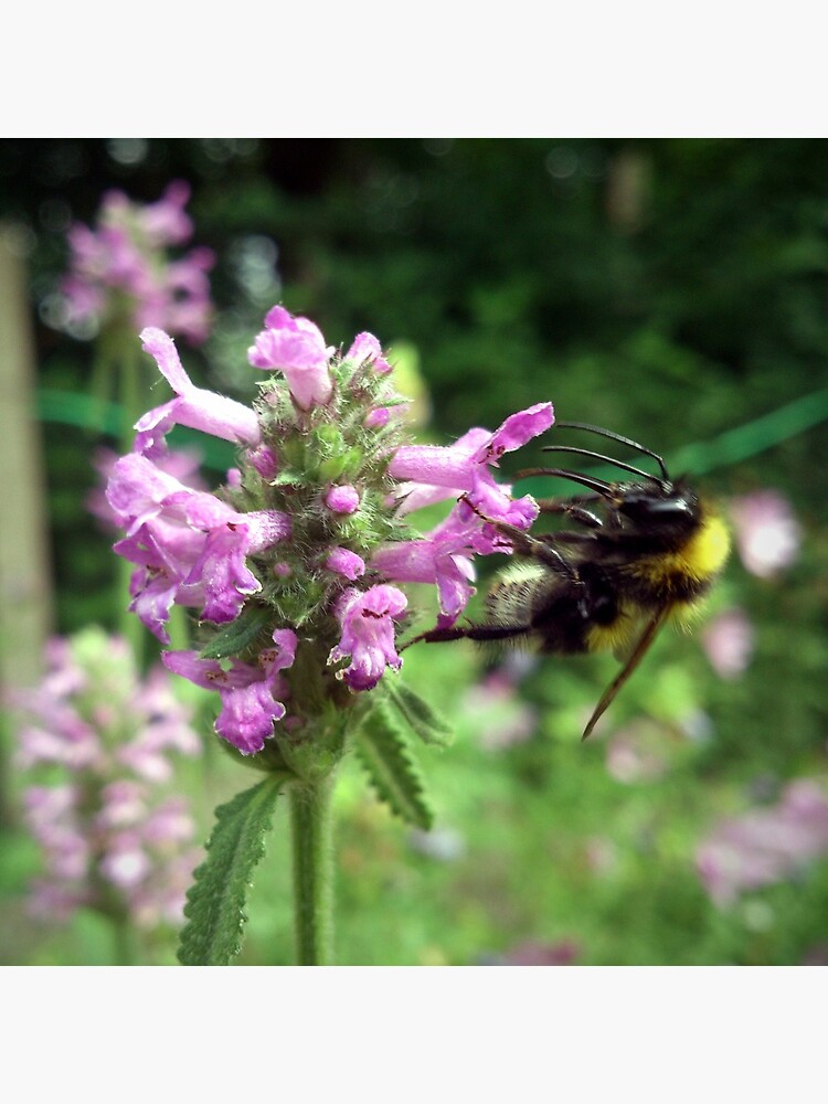 Blüte mit Biene von Gourmetkater
