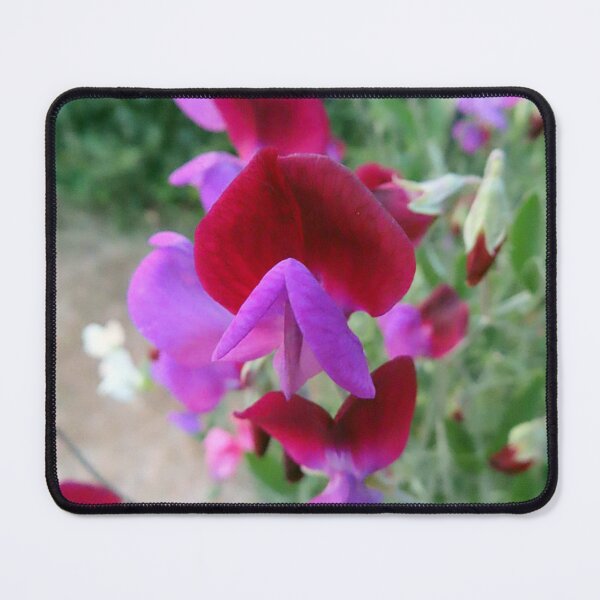 Item preview, Vibrant Sweet Peas designed and sold by Chriscolibaba.