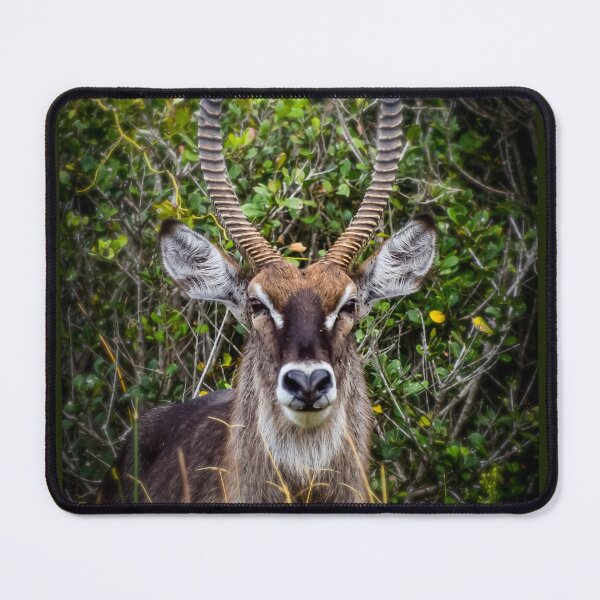 Item preview, reedbuck  designed and sold by AnneVisscher.