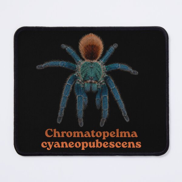 Item preview, Chromatopelma cyaneopubescens SP-005 designed and sold by Exotic-Atlas.