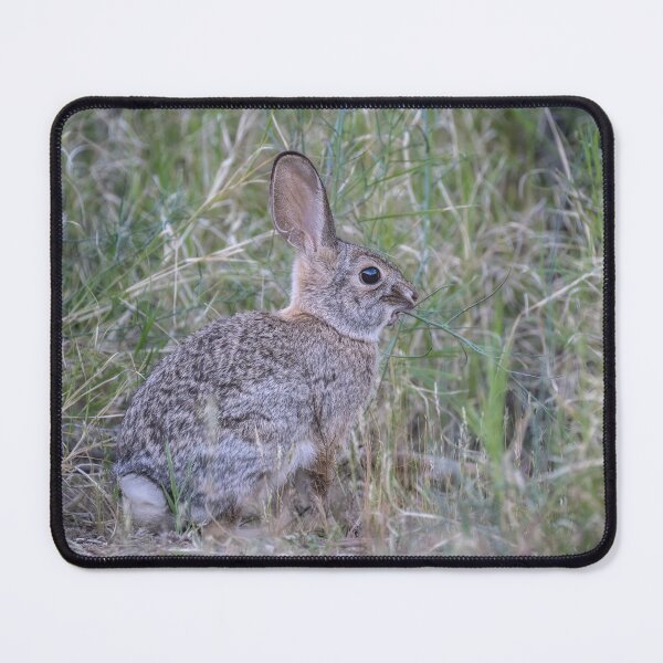 Item preview, Desert Cottontail Among Tall Grasses designed and sold by PhotoArt by Joan Carroll.