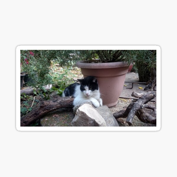 Katze Kitti im Garten Sticker