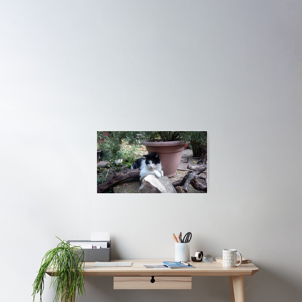 Katze Kitti im Garten Poster